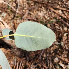 Eucalyptus polyanthemos