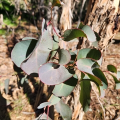 Eucalyptus polyanthemos