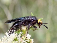 Scolia verticalis