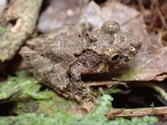 Pristimantis cruentus