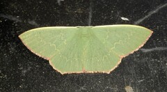 Prasinocyma semicrocea