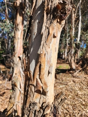 Eucalyptus polyanthemos