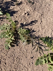 Oligomeris linifolia