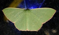 Prasinocyma semicrocea