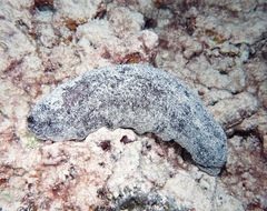 Holothuria whitmaei