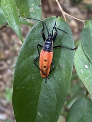 Macrocheraia grandis