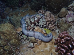 Gymnothorax rueppelliae