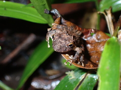 Pristimantis cerasinus