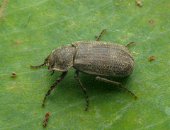 Maechidius