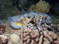 Gymnothorax rueppelliae