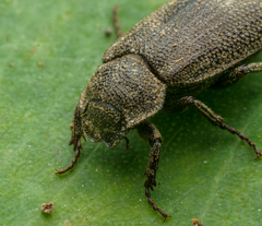 Maechidius