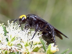 Scolia verticalis