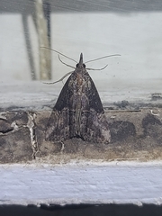 Hypena scabra