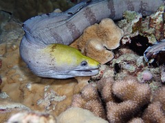 Gymnothorax rueppelliae