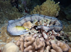 Gymnothorax rueppelliae