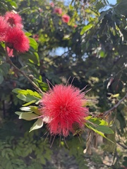 Calliandra haematocephala