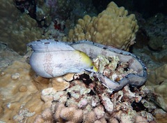 Gymnothorax rueppelliae
