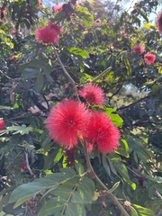 Calliandra haematocephala