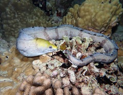 Gymnothorax rueppelliae