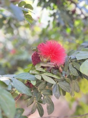 Calliandra haematocephala