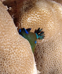 Tambja morosa