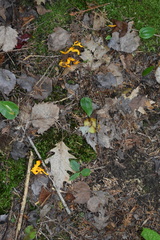 Calocera viscosa