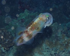 Sepioteuthis lessoniana