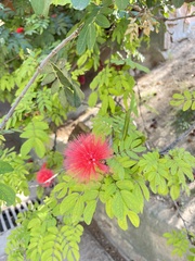Calliandra haematocephala