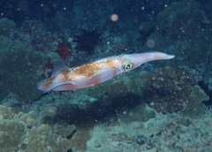 Sepioteuthis lessoniana