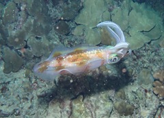 Sepioteuthis lessoniana