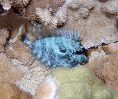Acanthuridae