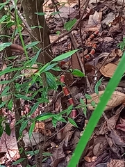 Micrurus nigrocinctus