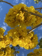 Roseodendron donnell-smithii