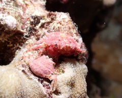 Exopalicus maculatus