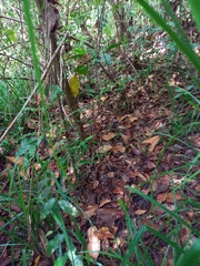 Micrurus nigrocinctus