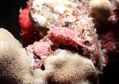 Exopalicus maculatus