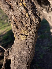 Candelariella rosulans