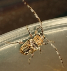 Prosoplus bankii