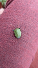 Biprorulus bibax