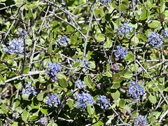 Ceanothus foliosus