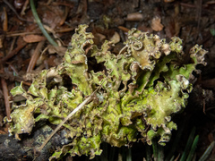 Tuckermanopsis chlorophylla