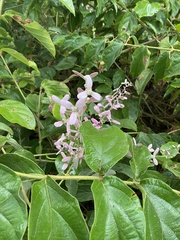 Congea tomentosa