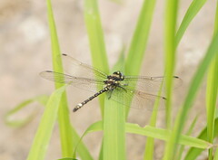 Eusynthemis brevistyla