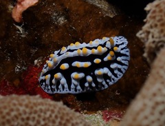Phyllidia varicosa