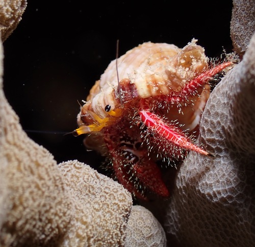 Aniculus hopperae observed 2023-01-26