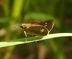 Parnara amalia