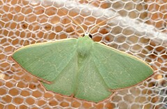 Prasinocyma semicrocea