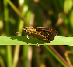Parnara amalia