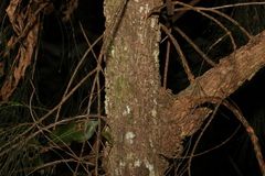 Allocasuarina torulosa