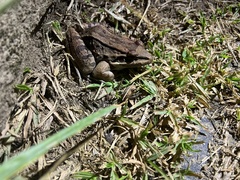 Leptodactylus insularum
